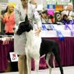 Kobi, owned by Kim Moore, at the 2012 National Specialty.  Photo by Amy Johnson 